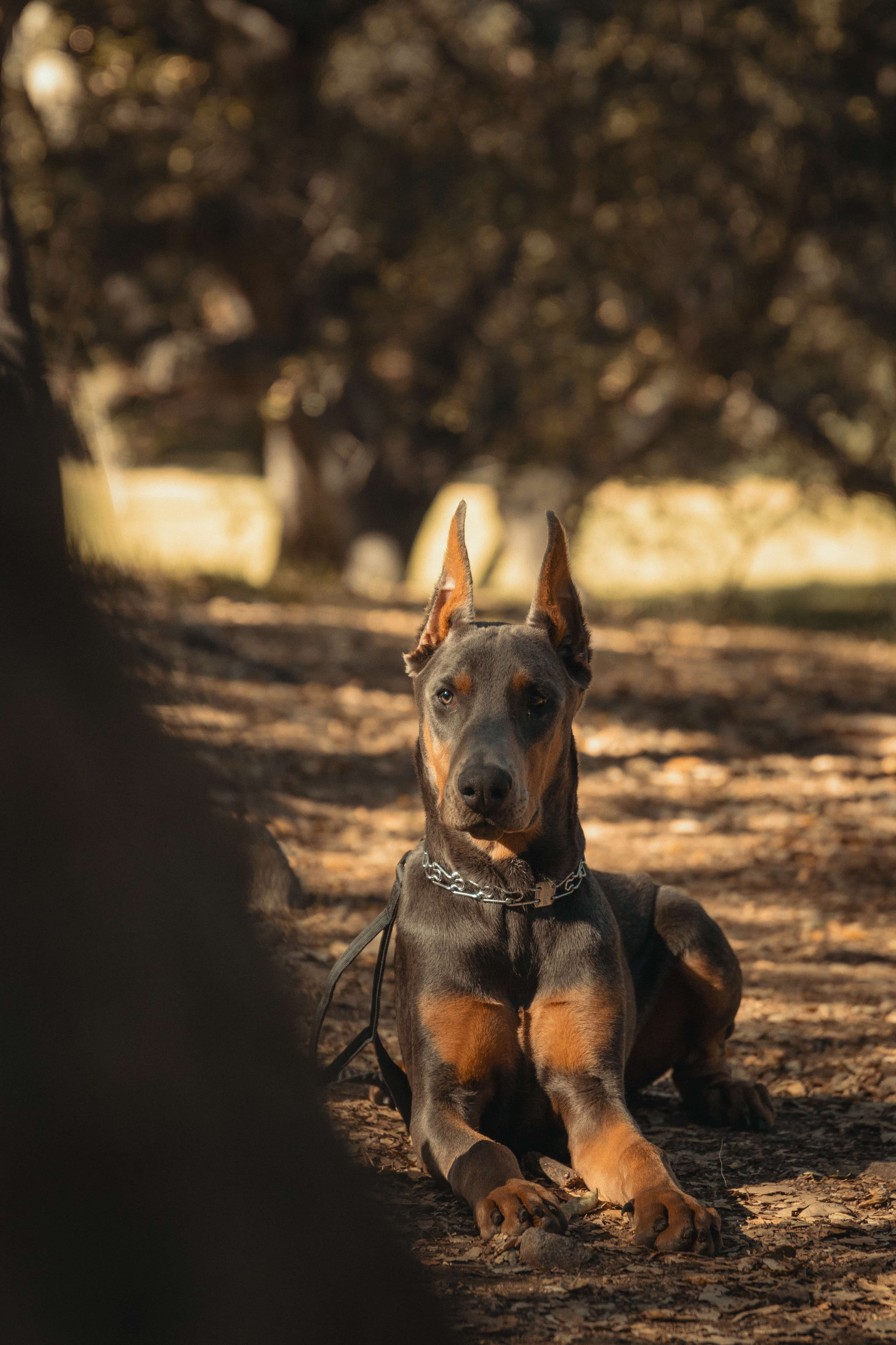 Eduardo Beltran training a dog outdoors near Temecula, California