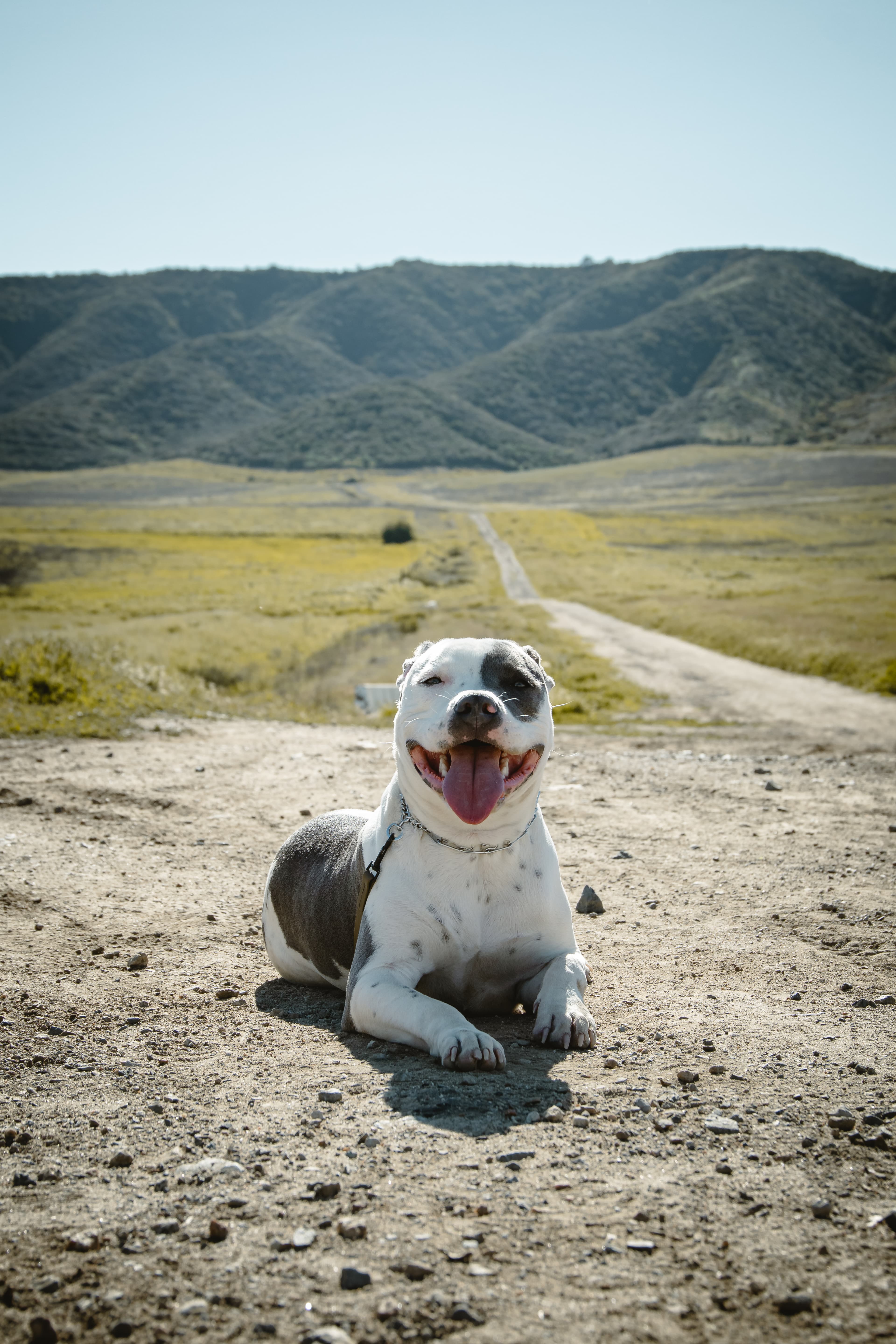 Puppy training session with Eduardo Beltran in Murrieta